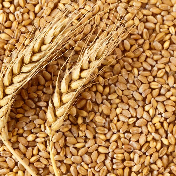 WHEAT GRAIN